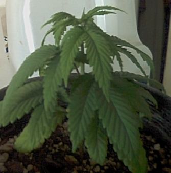 Man Indica ain't my choice for first time growing for me. But she still looks good.