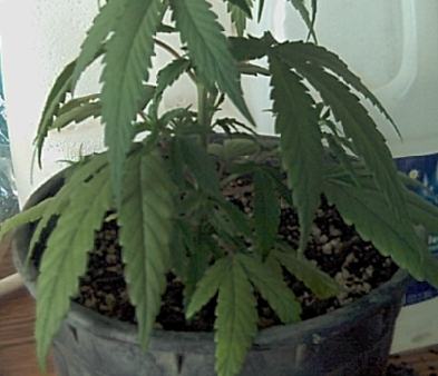 Now my sativa is thrivin, I have a total of 10 tops on this baby & she's only 22 days old. She's lookin very good....