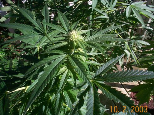 Looking Good Pic#5