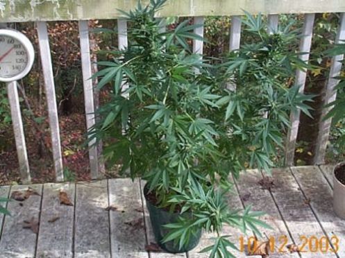 This is the right-side plant. The two main buds have not gotten longer (only fatter) for the last week.