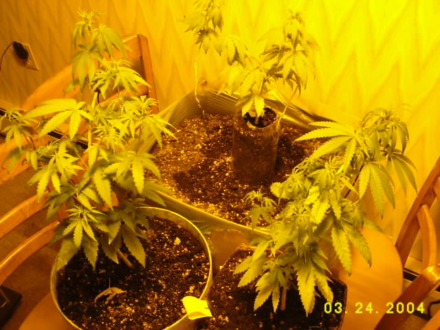 right after i transplanted them i think