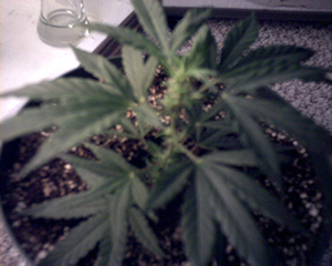 This glass slipper is in it's second week of flowering with no vegg time.