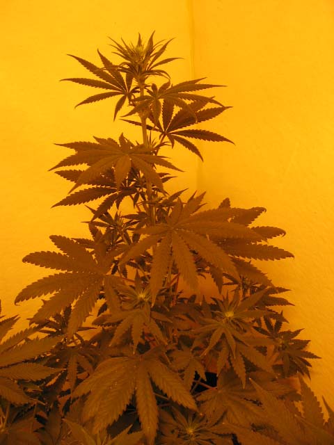 12 Days flowering.