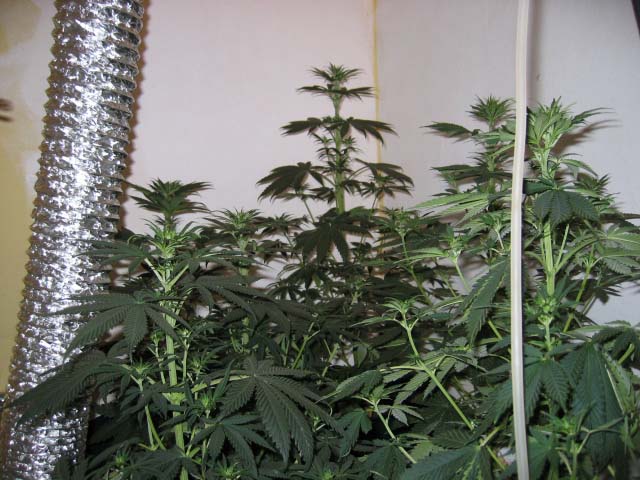 Just look at those ladies!  Holy crap, it's a jungle in there, and I still have a lot of time left...