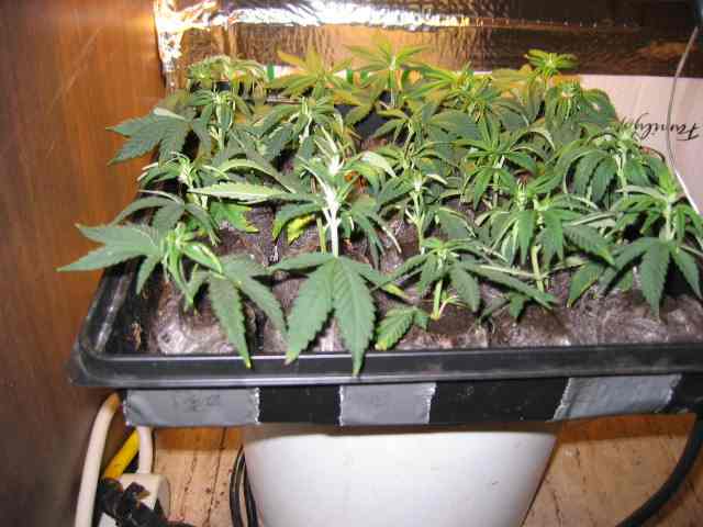 Here are my clones after about 10 days (I think...)
