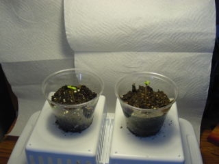 first plants to sprout, about 1 week old