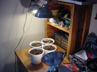 all 4 plants catch'en some rays from my 3x150w spot grow lights