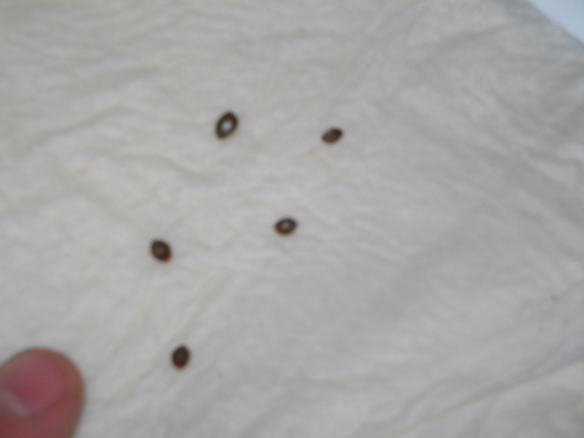 These blueberry  seeds are some of the smallest iv ever seen. But for now I'm going to use clones