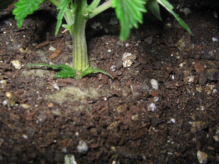 Leanes growing from the base of the stalk.