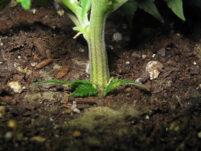 Leaves growing from the base of the stalk.