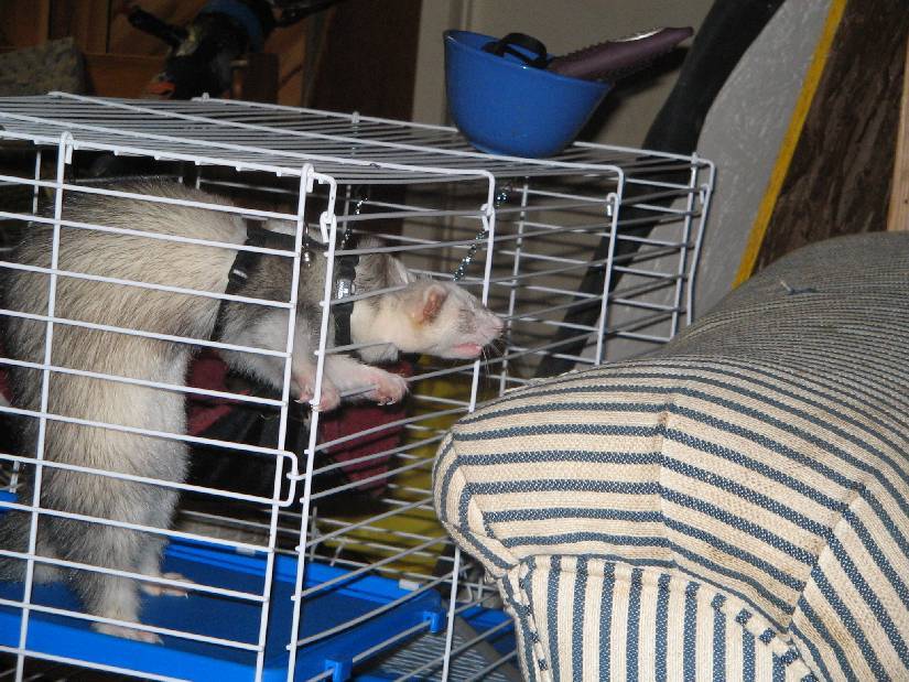 Ferret