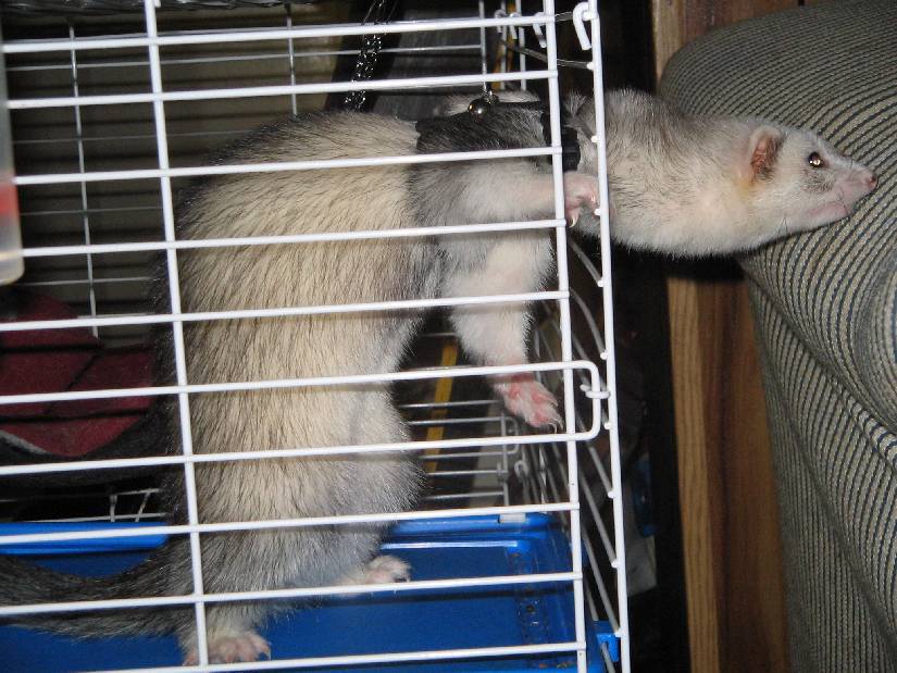 Ferret