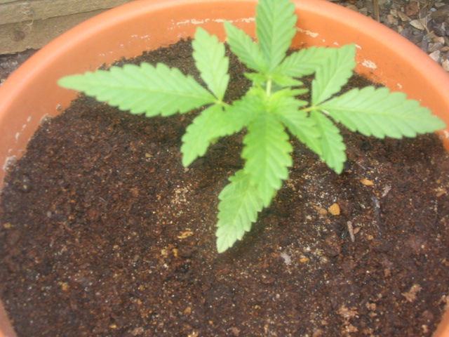 I don't know why, but the bottom leaves is turning white with THC. Should this happen at 2 weeks?
(It's not the light!)