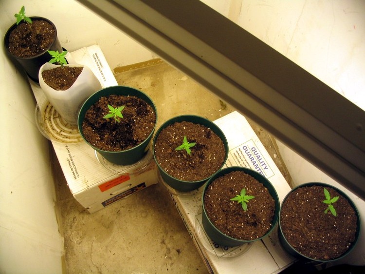 these are the six seedlings that I sprouted myself. They are under a normal grow light for now. I am using Miracle Grow Potting soil with some Mushroom Compost. I bottom feed all of my plants.