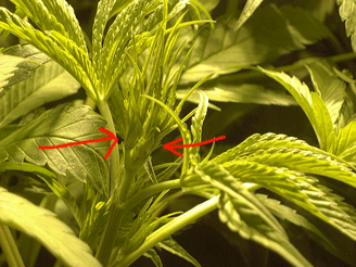 This is the main cola of one of the three girls.  Ten days into 12/12, it's starting to bunch up a little.  Another week or so and it should start to fill out.   