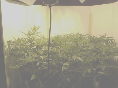 About two weeks into flower.  Have three girls, waitin on the last one to show.  I put some foamboard around the plants to reflect the light to the outside branches.  It's cheaper than buying plywood and white paint and it does the job just as well.  It's solid white and light enough to move around to suit the plants.     