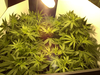 This shows most of the grow just after the light came on.  The plants are wet cause I misted them a few minute earlier.  You can see that the plants are nice and green except for the tips.  Maybe I have the light a little too close and they are drying out???  