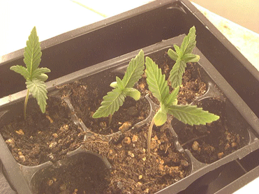 These seedlings are growing in an old dresser that has been converted into a temporary grow box.  But don't worry, they're movin on up :)