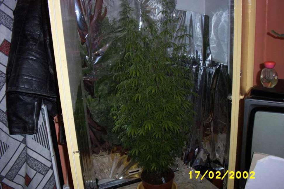 Are we growing this to tall? Please comment in the forum!