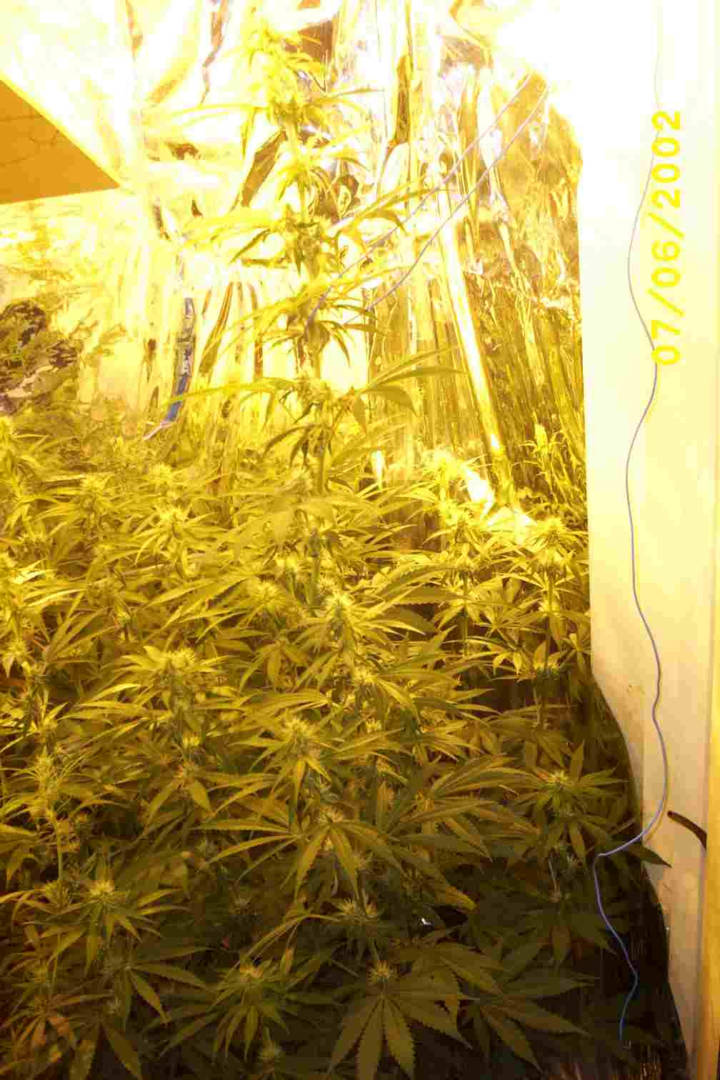 Shes looking good already.

sorry about the pic quality. I had my camera on high res. so when i made the pic smaller it looks shit! A better quality pic can be found here: http://forum.growkind.com/forum/topic.cgi?forum=2&topic=2320&start=10