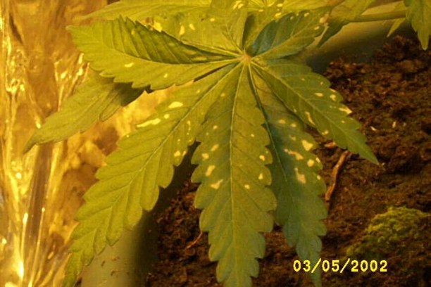 The widow had a few spots when she first went in so we gave her and the 2 clones two weeks in the cupboard to get used to there surroundings before flowering.