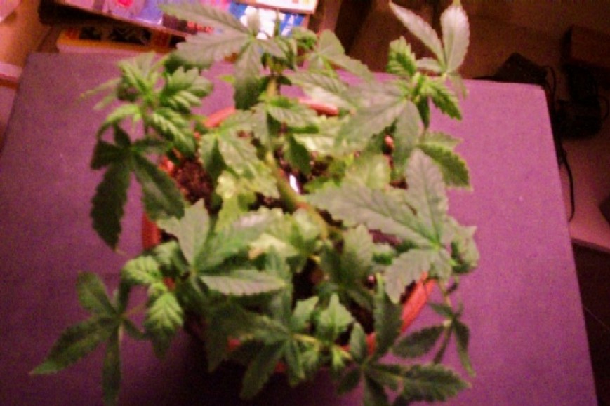 This one I call Little Big Plant. So far it has 36 growth points. Its been two months and I still have four to go. I should get many clones out of this one, providing its female. 