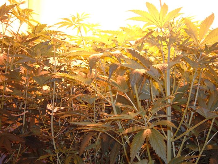 Looks like a jungle ahead.