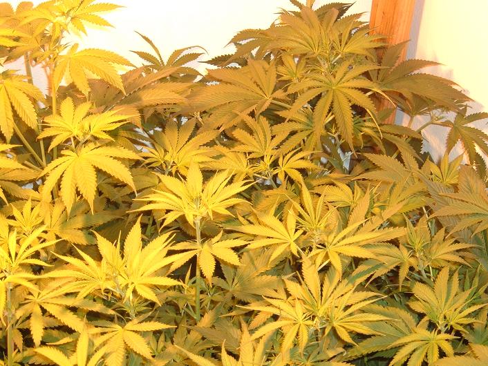 pic of right side of grow room