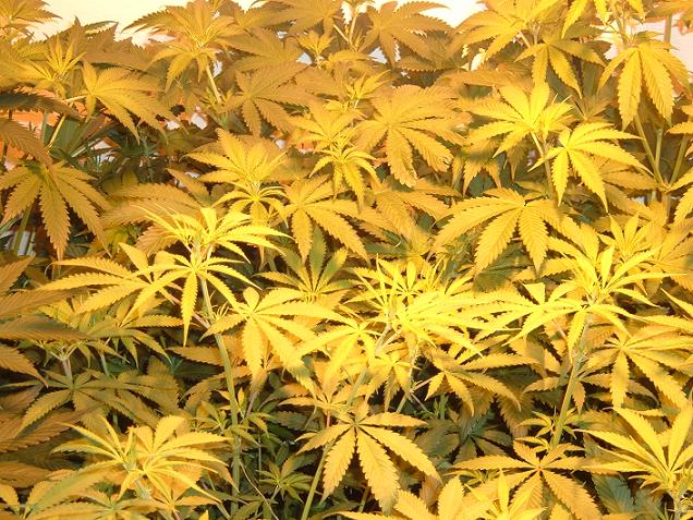 middle pic of the grow room