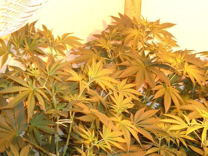 left side of grow room