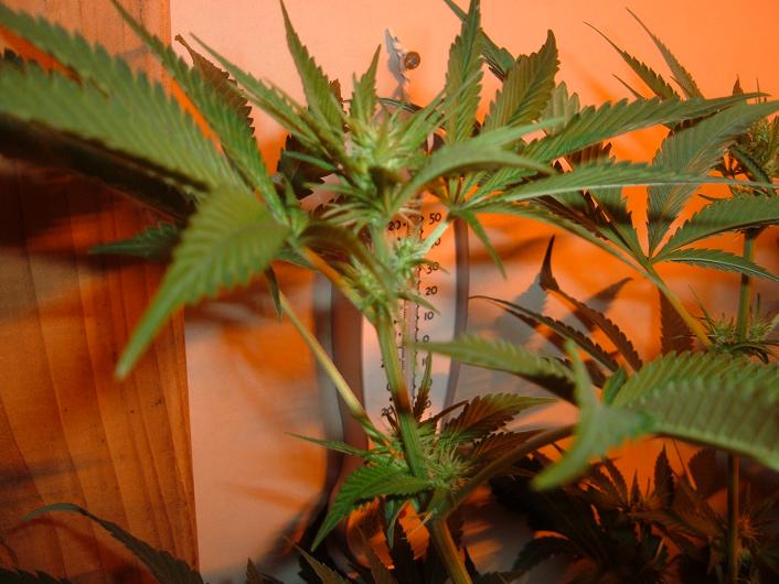 pic of preflowers starting to nug up