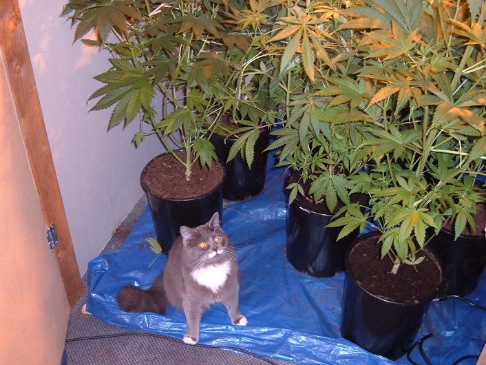 This is a pic of my cat KroNick chillin in the bushes.