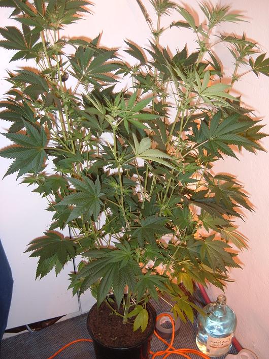 This is the Godsbud plant (far Right) that just receive alittle follage trimming. 