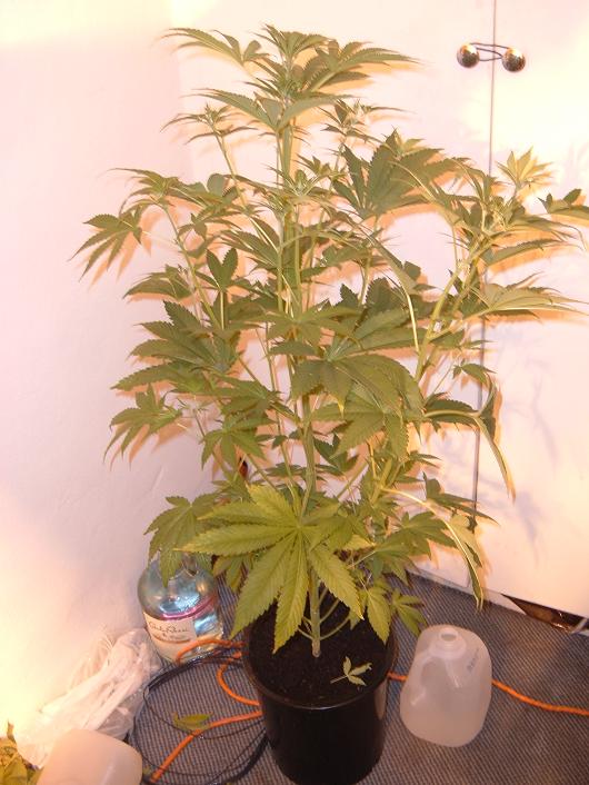 If you remember in previous pictures this plant is the runt. well its 3ft 6 in so i dont know if it technically a runt anymore but it is a 6-12 in. shy of all the other girls.