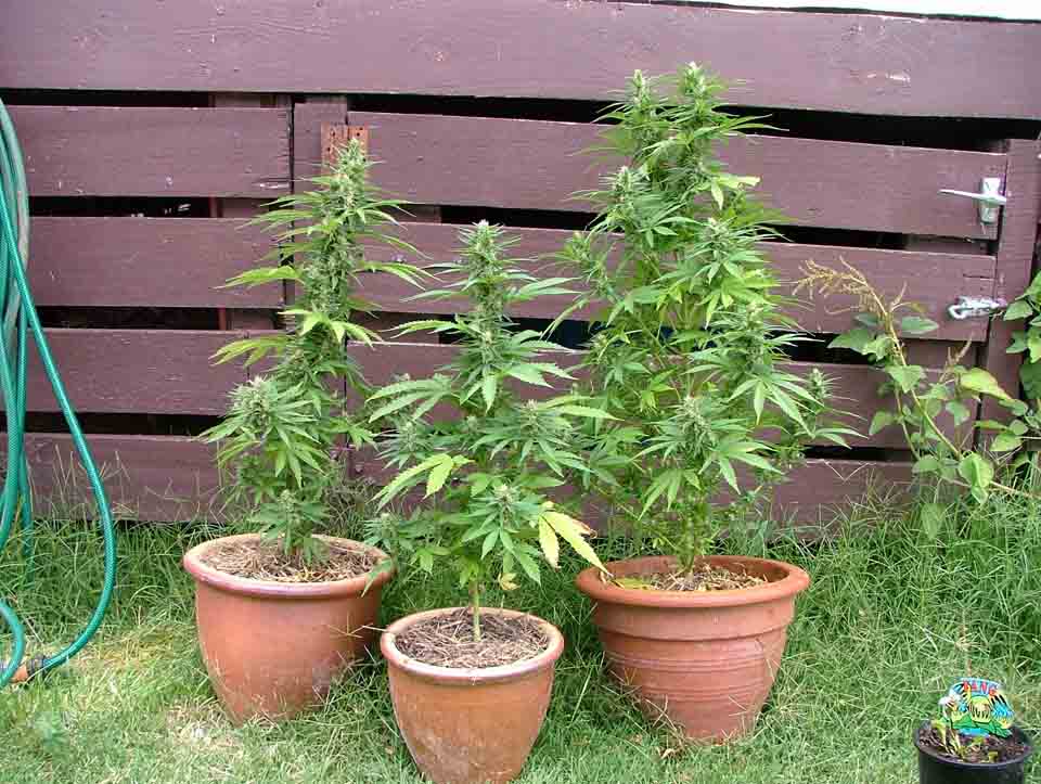 three plants together out back. the plant on far left is the previous close ups.the plant on the far rights the bagseed.one in middle, a clone.