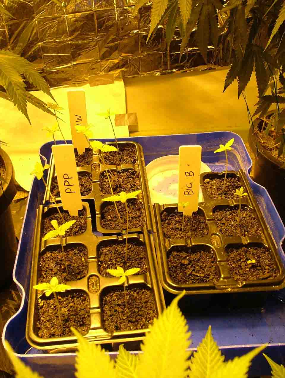 these seedlings are bout 1 week from germination.WW (white widow), PPP (pure power plant), and Big B (big bud). just wating on 1 big bud to come up!