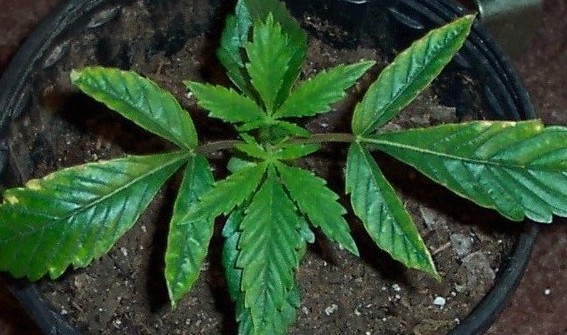 Just 2 affected leaves, otherwise, looks pretty good.