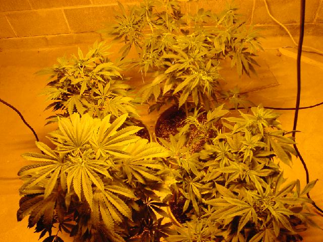 here they are the 4 big girls. i think they will fill out nicely witha  little LST