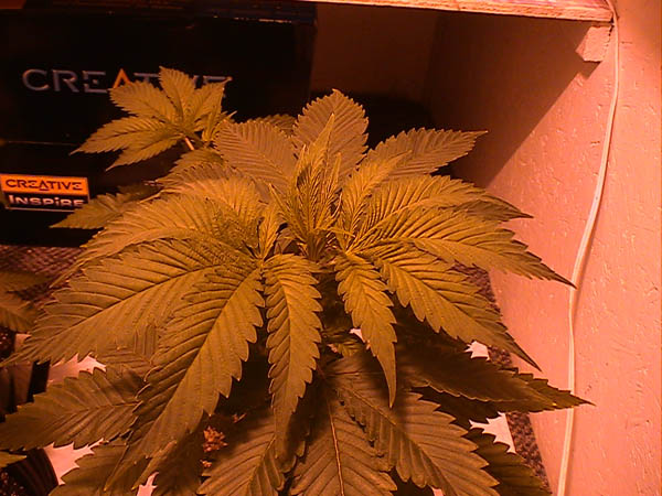 A dark green healthy lady :)