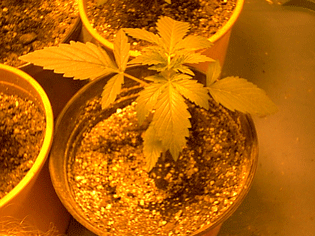 plant 1 at 11 days.