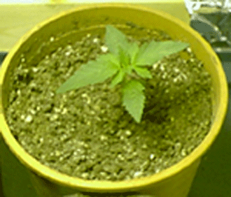 this is the second plant at a week old