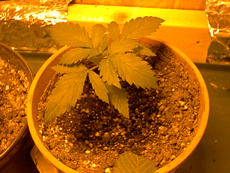 plant 2 at 11 days.