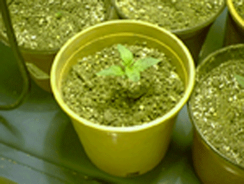 this is the 3rd plant at a week old