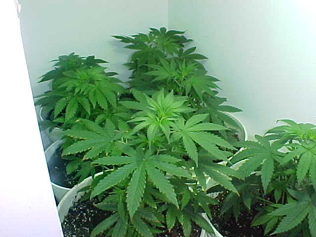 Some of my plants well into vegetive stage, about 5-6 weeks