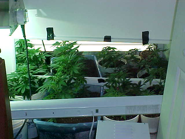 Some of my younger plants - Bad lighting in this corner =/