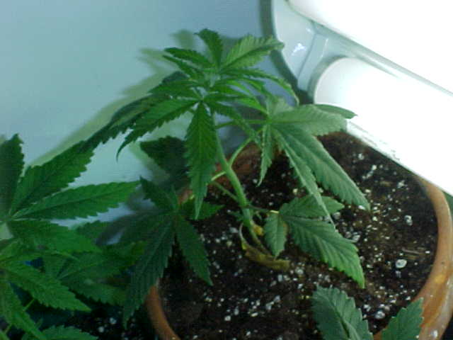 grown some leaves (one of my not soo good plants)