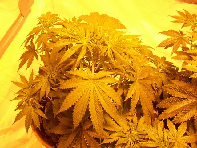 Top view of smaller plant