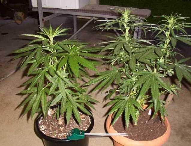 Here are My two ladies.
They have been chopped, cloned and sexed. Now they shall become future seed stock.