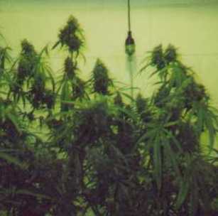 Another grow strictly HPS. Two sativa sisters in duch pots.  