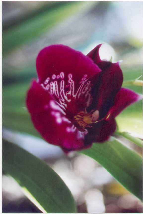 A miltoniopsis.